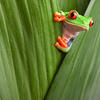 Frog in leaves Frog in leaves