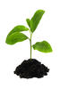 baby plant baby plant