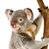 koala koala
