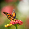 monarch butterfly sitting on a pink flower monarch butterfly sitting on a pink flower