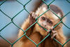 monkey behind a fence monkey behind a fence
