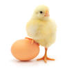 baby chick stepping on an egg baby chick stepping on an egg