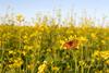 Field of flowers with a butterfly Field of flowers with a butterfly