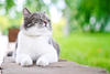 cat cat