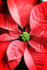 poinsettia poinsettia