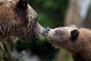 bears bears