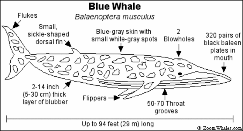 whale diagram whale diagram whale diagram whale diagram