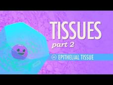 Tissues β Epithelial Tissue (Part 2) Instructional Video Tissues β Epithelial Tissue (Part 2) Instructional Video