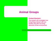 Animal Groups PPT Animal Groups PPT