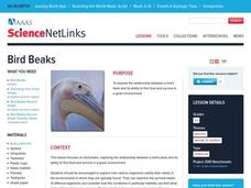 Bird Beaks Lesson Plan Bird Beaks Lesson Plan