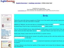Birds Interactive Birds Interactive