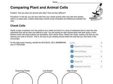 Comparing Plant and Animal Cells Organizer Comparing Plant and Animal Cells Organizer