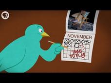 Where Do Birds Go In Winter? Instructional Video Where Do Birds Go In Winter? Instructional Video