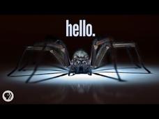 Why I'm Scared of Spiders Instructional Video Why I'm Scared of Spiders Instructional Video