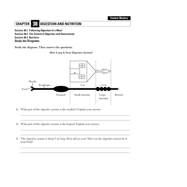Digestion and Nutrition Worksheet Digestion and Nutrition Worksheet