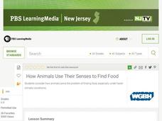 How Animals Use Their Senses to Find Food Lesson Plan How Animals Use Their Senses to Find Food Lesson Plan