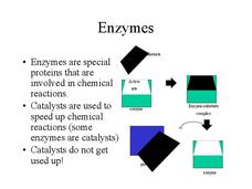 Enzymes PPT Enzymes PPT