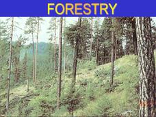 Forestry PPT Forestry PPT