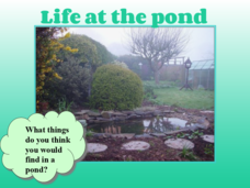 Frog Life Cycle PPT Frog Life Cycle PPT