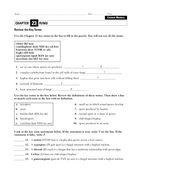 Fungi Worksheet Fungi Worksheet