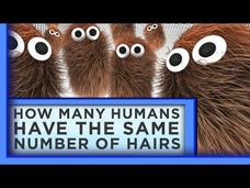 How Many Humans Have the Same Number of Body Hairs? Instructional Video How Many Humans Have the Same Number of Body Hairs? Instructional Video