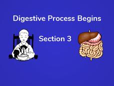 Digestive Process Begins PPT Digestive Process Begins PPT