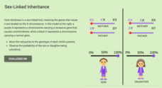 Sex-Linked Inheritance Interactive Sex-Linked Inheritance Interactive