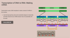 Transcription of DNA to RNA: Making mRNA Interactive Transcription of DNA to RNA: Making mRNA Interactive