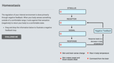 Homeostasis Interactive Homeostasis Interactive