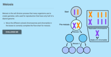 Meiosis Interactive Meiosis Interactive