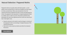 Natural Selection: Peppered Moths Interactive Natural Selection: Peppered Moths Interactive