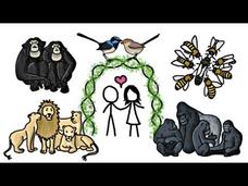 Are any Animals Truly Monogamous? Instructional Video Are any Animals Truly Monogamous? Instructional Video