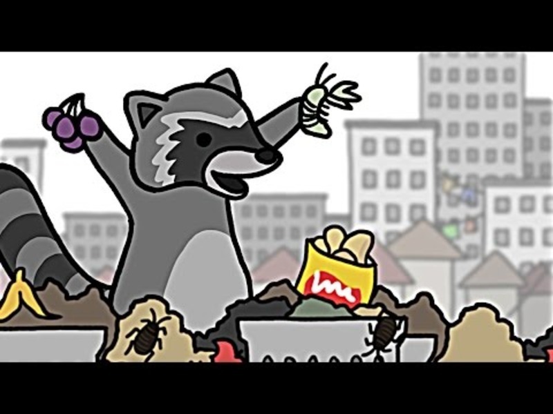 Why Do Some Species Thrive in Cities? Video Why Do Some Species Thrive in Cities? Video