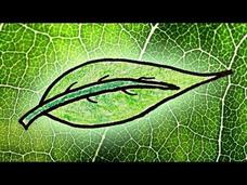 Why Are Leaves Green? Part 1 Instructional Video Why Are Leaves Green? Part 1 Instructional Video