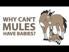 Why Can't Mules Have Babies? Video Why Can't Mules Have Babies? Video