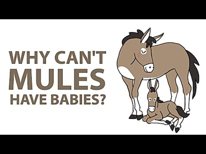 Why Can't Mules Have Babies? Video Why Can't Mules Have Babies? Video