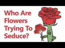 Who Are Flowers Trying to Seduce? Video Who Are Flowers Trying to Seduce? Video