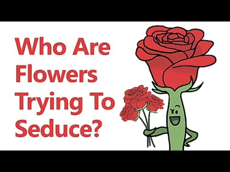 Who Are Flowers Trying to Seduce? Video Who Are Flowers Trying to Seduce? Video