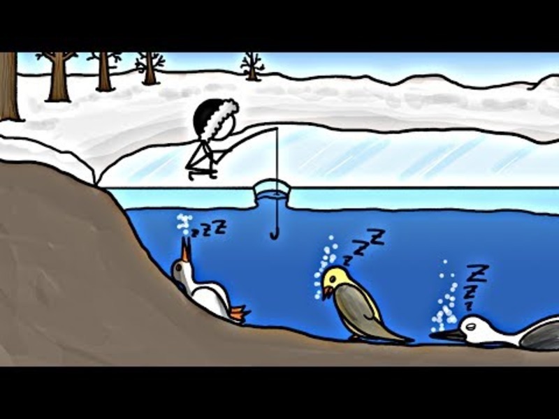 Birds that Hibernate in Lakes?! Instructional Video Birds that Hibernate in Lakes?! Instructional Video