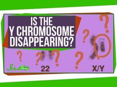 Is the Y Chromosome Disappearing? Instructional Video Is the Y Chromosome Disappearing? Instructional Video