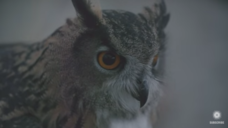 What Makes Owls So Quiet and So Deadly? Instructional Video What Makes Owls So Quiet and So Deadly? Instructional Video