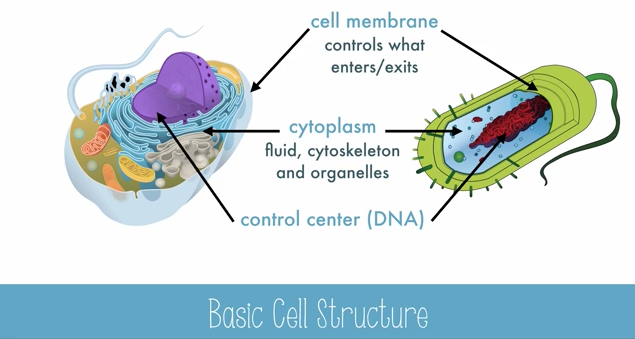 Cell Diversity, Shape and Size Video Cell Diversity, Shape and Size Video