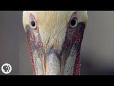 How Do Pelicans Survive Their Death-Defying Dives? Instructional Video How Do Pelicans Survive Their Death-Defying Dives? Instructional Video