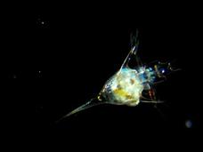 From Drifter to Dynamo: The Story of Plankton Video From Drifter to Dynamo: The Story of Plankton Video