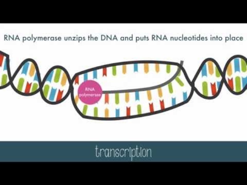 Protein Synthesis Instructional Video Protein Synthesis Instructional Video