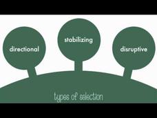 Types of Natural Selection Instructional Video Types of Natural Selection Instructional Video