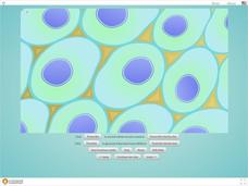 DNA to Protein Interactive DNA to Protein Interactive