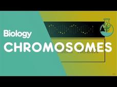 What Are Chromosomes? Instructional Video What Are Chromosomes? Instructional Video