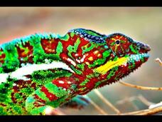 How Do Chameleons Change Color? Instructional Video How Do Chameleons Change Color? Instructional Video