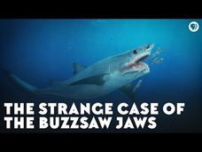 The Strange Case of the Buzzsaw Jaws Instructional Video The Strange Case of the Buzzsaw Jaws Instructional Video